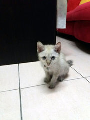 Bill - Domestic Short Hair Cat