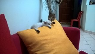 Bill - Domestic Short Hair Cat