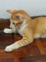 Aman The Ginger Boy - Domestic Short Hair Cat