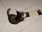 Jumper - Domestic Short Hair Cat