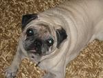 PF8240 - Pug Dog