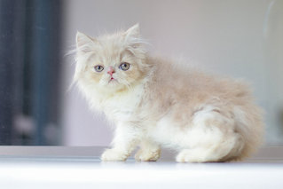 Chiko - Persian Cat