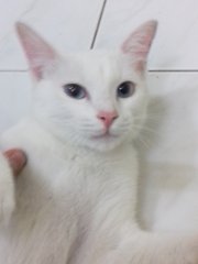 Snowy - Domestic Short Hair Cat