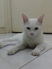 Snowy - Domestic Short Hair Cat