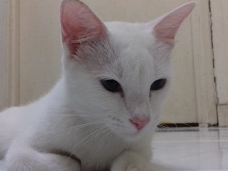 Snowy - Domestic Short Hair Cat