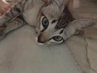 Grey/ Mei Mei - Ocicat + Singapura Cat