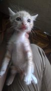 Anak Kucing - Domestic Short Hair Cat