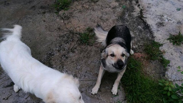 Miller & Louisa - Labrador Retriever + German Shepherd Dog Dog