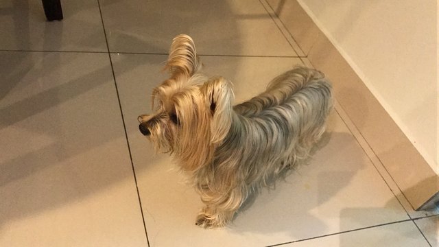 Tang Tang - Silky Terrier Dog