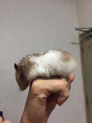 Syrian Hamster - Syrian / Golden Hamster Hamster