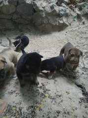 Puppies Of Damansara/ Bandar Utama - Mixed Breed Dog