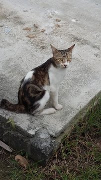 Active Male Kitten - American Shorthair + Domestic Short Hair Cat