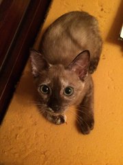 Oreo - Domestic Medium Hair Cat