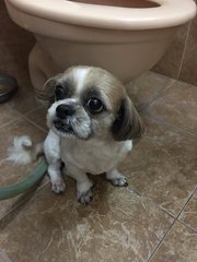 Nana - Shih Tzu Dog