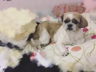 Nana - Shih Tzu Dog