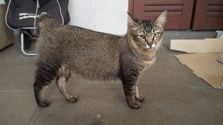 Meow Meow - Domestic Medium Hair + Oriental Tabby Cat
