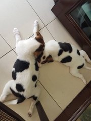 2 Pups  ( 2 Siblings - Female ) - Mixed Breed Dog