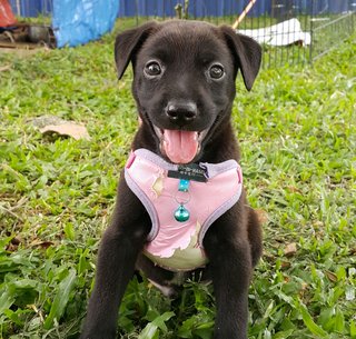 Charlie (Adopted ) - Mixed Breed Dog