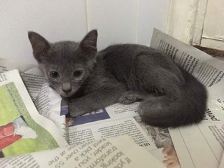 Midnight (Blue Gray Kitten) - Russian Blue Cat