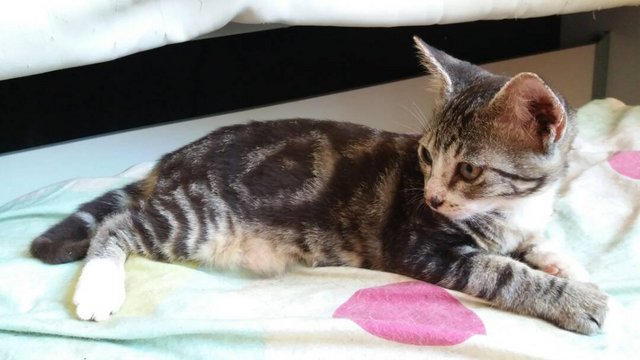 PF82455 - Domestic Short Hair Cat