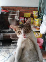 Kitten - Domestic Short Hair Cat