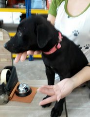 Murphy - Black Labrador Retriever Mix Dog