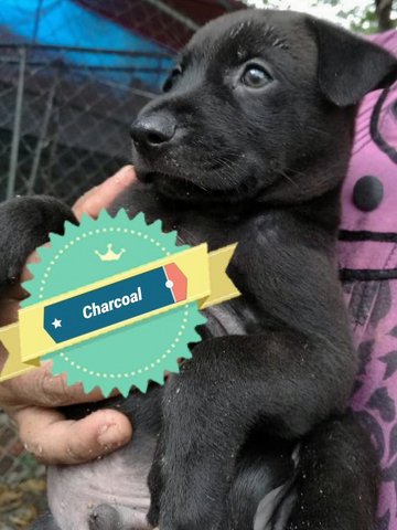 Charcoal (Adopted ) - Mixed Breed Dog