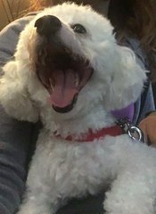 Leo - Poodle Dog