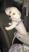 Leo - Poodle Dog