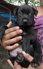 Charlie And Charcoal - Mixed Breed Dog