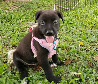 Charlie And Charcoal - Mixed Breed Dog