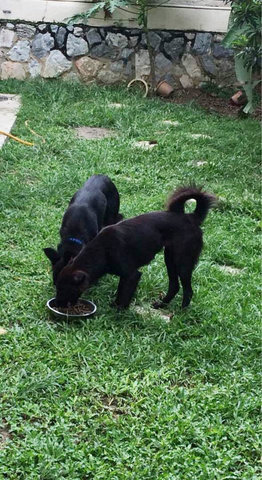 Cheerie &amp; Ishwa - Black Labrador Retriever Mix Dog