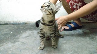 Cutie - Domestic Short Hair Cat