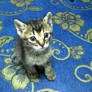 Tabby kitten-1 month, healthy