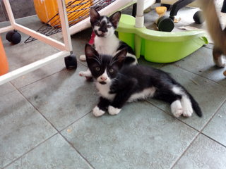 Kepong Kitties - Domestic Short Hair Cat