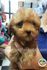 Adorable Tiny Toy Po2odle Puppies - Poodle Dog