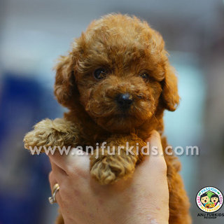 Adorable Tiny Toy Po2odle Puppies - Poodle Dog