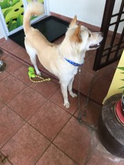 Jasper - Mixed Breed Dog