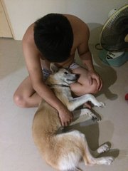 Minnie - Husky + Golden Retriever Dog