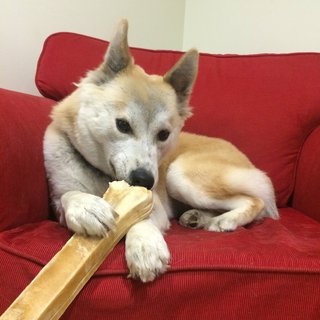 Minnie - Husky + Golden Retriever Dog