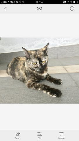 Coffee - Domestic Short Hair Cat