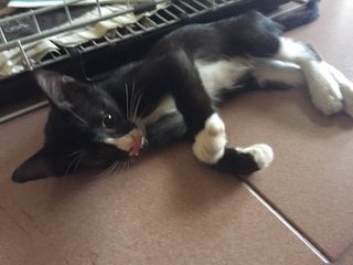 Tuxedo Kitten  - Domestic Short Hair Cat
