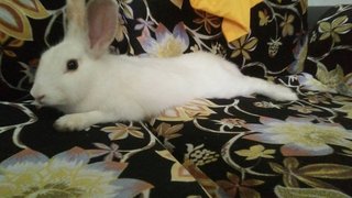 Bunny Boy - Bunny Rabbit Rabbit
