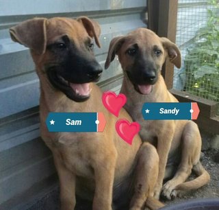Sam &amp; Sandy  - Mixed Breed Dog