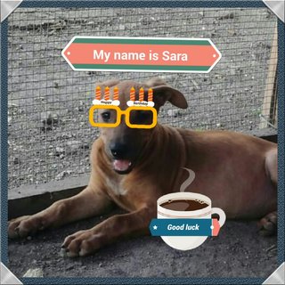 Sara  - Mixed Breed Dog