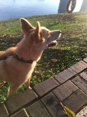 Luna - Husky + Golden Retriever Dog