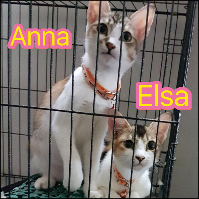 Sisters : Anna &amp; Elsa (Spayed) - Calico Cat