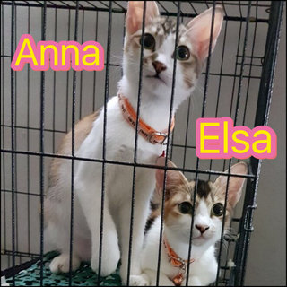 Sisters - Anna & Elsa