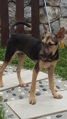 Ranger - Mixed Breed Dog