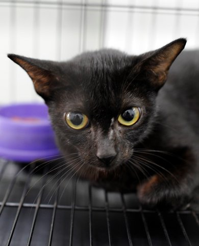 Inky Needs A Home! - Domestic Short Hair Cat